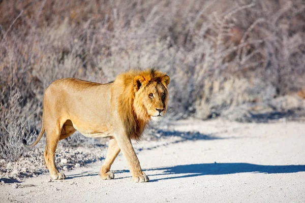 Μεγάλο Αρσενικό Λιοντάρι Που Διασχίζει Ένα Δρόμο Στο Εθνικό Πάρκο — Φωτογραφία Αρχείου