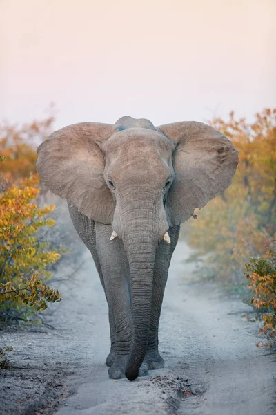 Elefant Aus Nächster Nähe Safaripark — Stockfoto