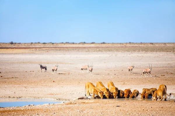 Lions Pride Cubs Drinking Nebrownii Waterhole Etosha Namibia — Stock Photo, Image
