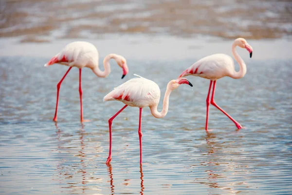 Flock Flamingos Vid Walvis Bay Namibia — Stockfoto