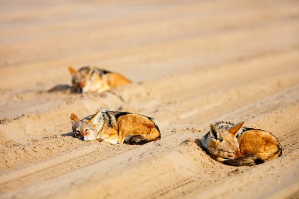 Τσακάλια Που Κοιμούνται Στην Άμμο Στον Κόλπο Walvis Στη Ναμίμπια — Φωτογραφία Αρχείου