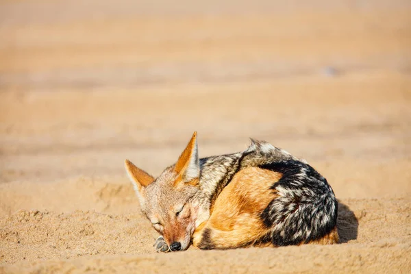 Jackal Spanie Piasku Walvis Bay Namibii — Zdjęcie stockowe