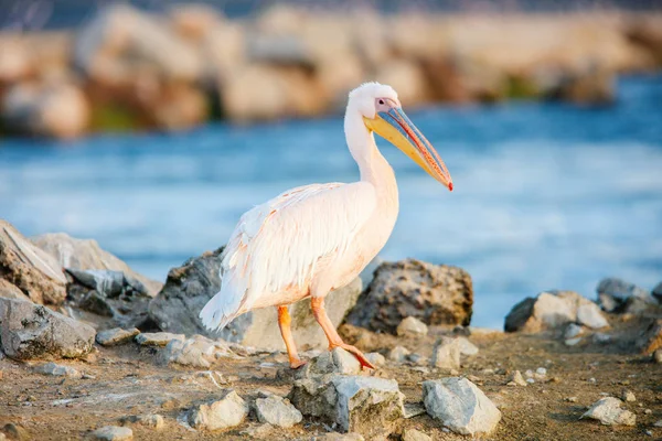 ペリカン ウォルビス湾ナミビアでクローズアップ — ストック写真