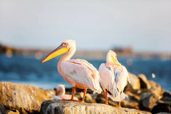 Pelikánok Walvis Öbölben Namíbia — Stock Fotó