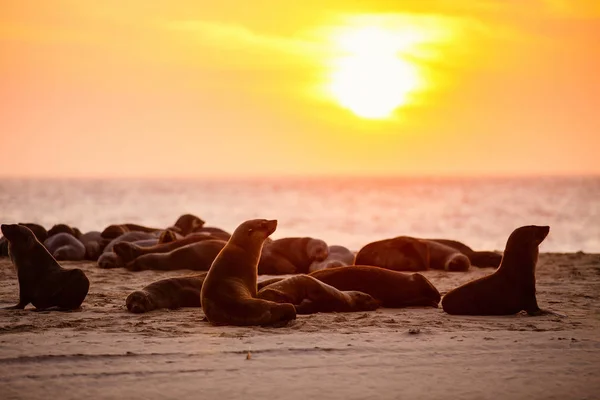 Seal Colony Pelican Point Coast Namibië Bij Zonsondergang — Stockfoto