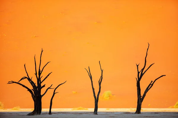 Dead Camelthorn Trees Red Dunes Early Morning Deadvlei Namibia — Stock Photo, Image