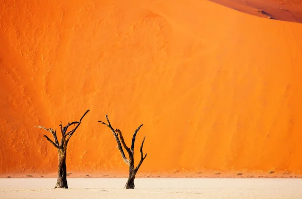 Dead Camelthorn Trees Red Dunes Deadvlei Namibia — Stock Photo, Image