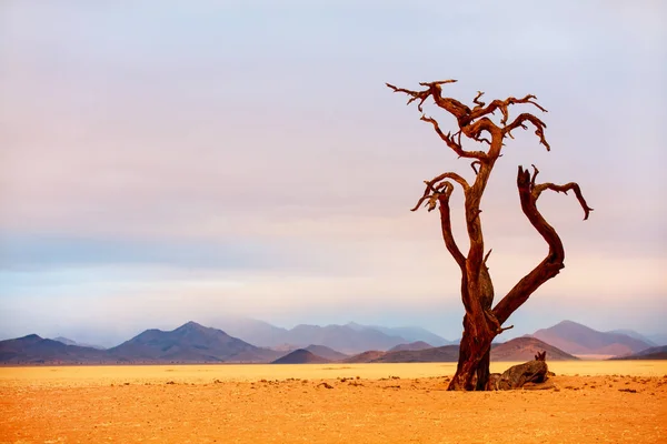 Vyschlé Akácie Poušti Namib Oblačné Odpoledne — Stock fotografie