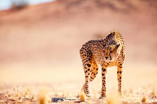 Close Van Mooie Cheeta Outdoor Een Natuurlijke Omgeving — Stockfoto