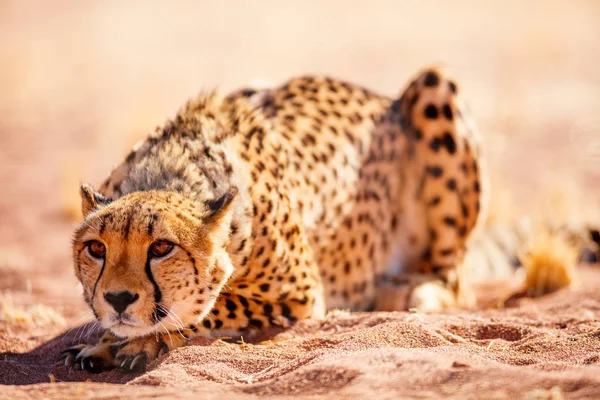 Gros Plan Beau Guépard Plein Air Dans Environnement Naturel — Photo