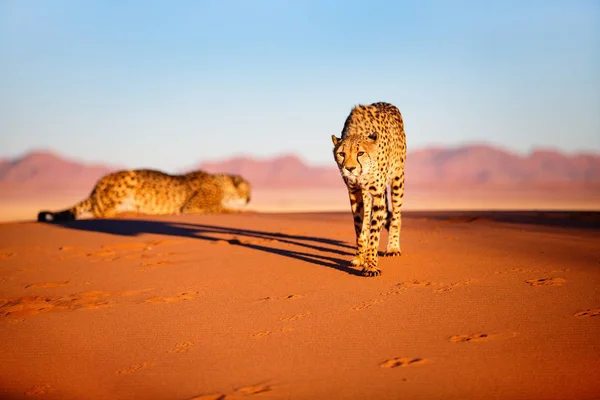 Linda Chita Livre Duna Areia Vermelha Início Manhã Deserto Namib — Fotografia de Stock