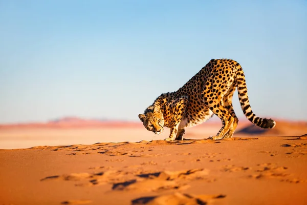 Krásný Gepard Venku Červené Písečné Duně Brzy Ráno Namib Poušti — Stock fotografie