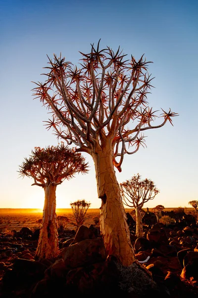 Gün Batımında Namibya Keetmanshoop Yakınlarındaki Titrek Ağaç Ormanı Manzarası — Stok fotoğraf