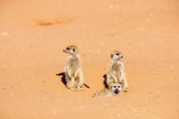 Čeleď Meerkat Nebo Suritan Která Dívá Nebezpečí Ukryté Rohlíně Kalahari — Stock fotografie