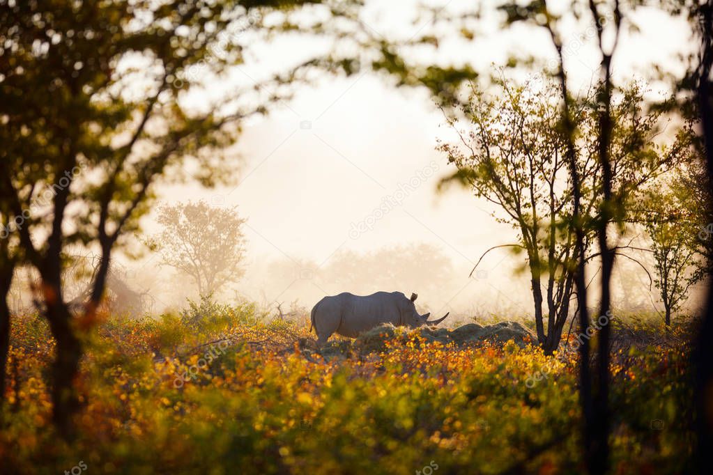 White rhino in a beautiful sunset light in Namibia park