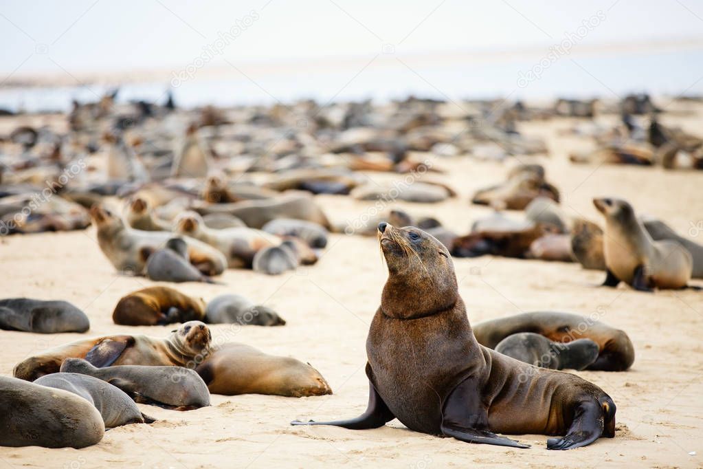 Seal colony at Pelican point coast at Walvis bay in Namibia