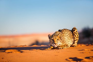 Sabahın erken saatlerinde Namib Çölü 'nde, kırmızı kum tepeciğinde güzel bir çita.