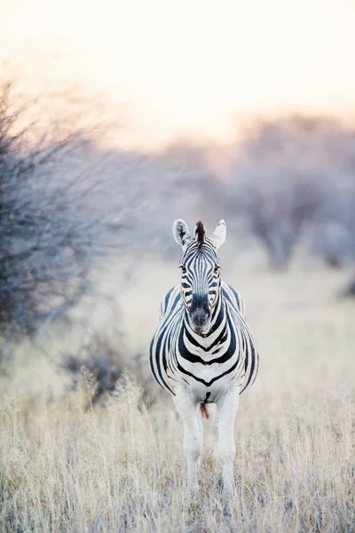 Zebre Nel Parco Safari Namibia — Foto Stock