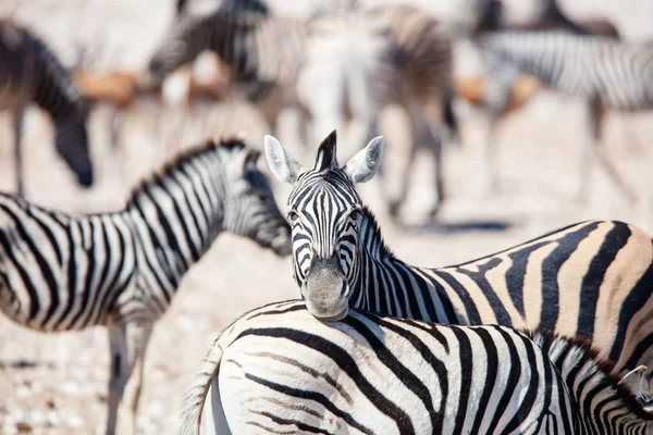 Close Zebras Rebanho Nas Vastas Planícies Abertas Etosha Namíbia — Fotografia de Stock