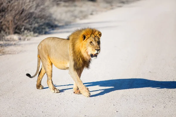 Nagy Férfi Oroszlán Átkelés Közúti Etosha Nemzeti Park Namíbia — Stock Fotó