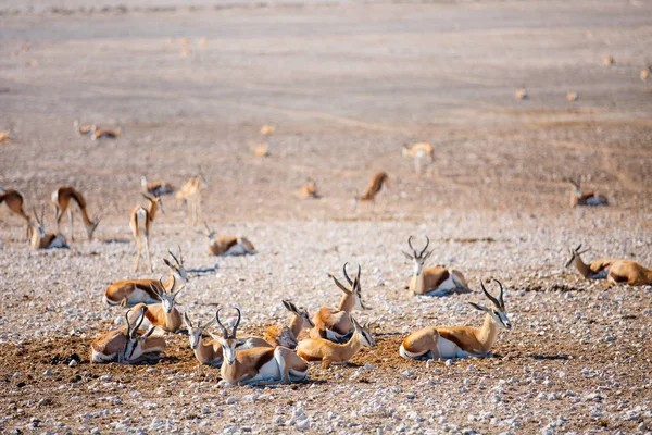 Springbok Kawanan Nebrownii Waterhole Etosha Namibia — Stok Foto