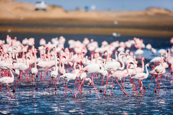 Rebanho Flamingos Baía Walvis Namíbia — Fotografia de Stock