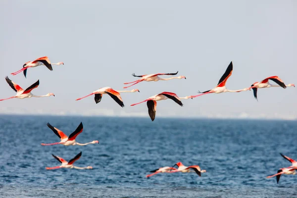 Rebanho Flamingos Voando Sobre Baía Walvis Namíbia — Fotografia de Stock