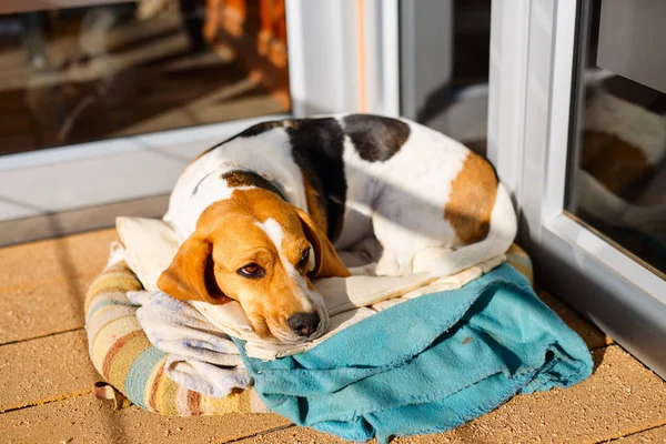 Cute dog with sad eyes lying outdoors