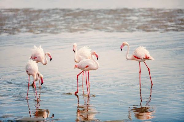 Flamingos Der Walvisbucht Namibia — Stockfoto