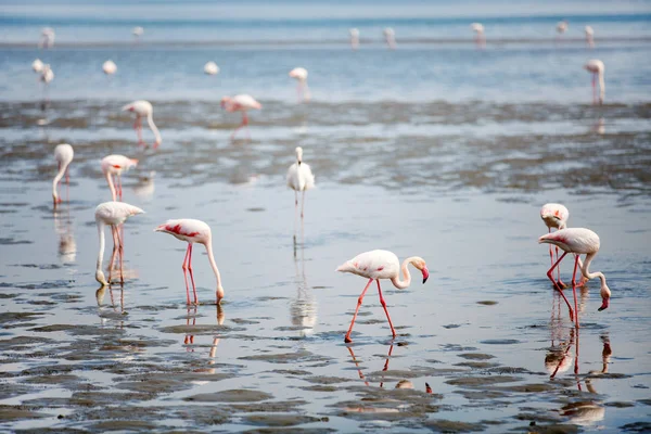 Walvis Körfezi Namibya Flamingo Sürüsü — Stok fotoğraf