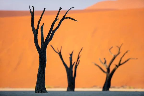 Gedroogde Kameel Bomen Tegen Rode Duinen Vroeg Ochtend Dode Vlei — Stockfoto