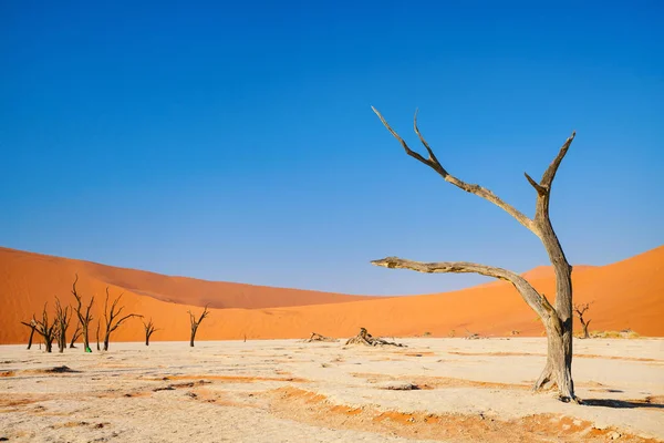 Dode Camelthorn Bomen Tegen Rode Duinen Deadvlei Namibië — Stockfoto