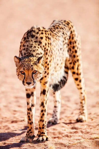 Zbliżenie Piękny Gepard Zewnątrz Środowisku Naturalnym — Zdjęcie stockowe