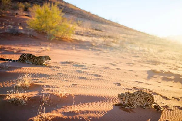 在纳米布沙漠清晨 两只美丽的猎豹在红沙丘上户外 — 图库照片