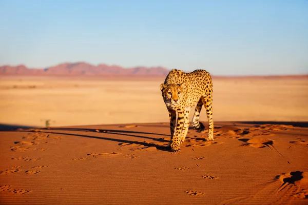 Linda Chita Livre Duna Areia Vermelha Início Manhã Deserto Namib — Fotografia de Stock