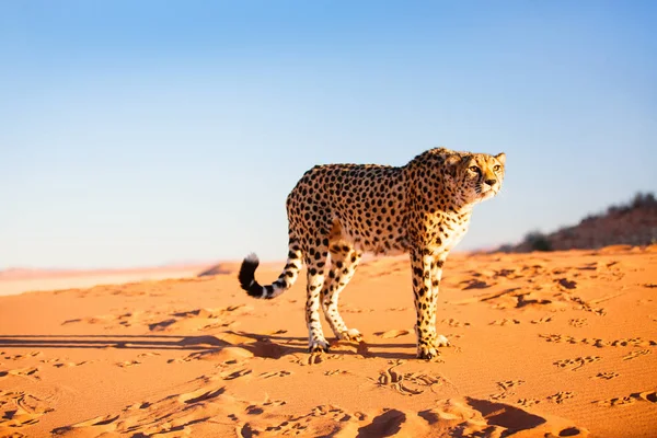 Krásný Gepard Venku Červené Písečné Duně Brzy Ráno Namib Poušti — Stock fotografie