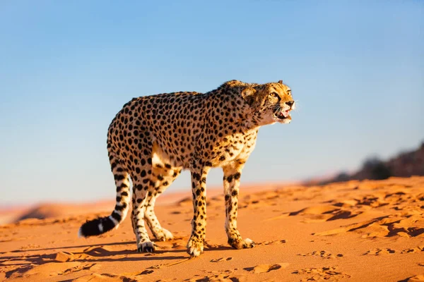 Hermoso Guepardo Aire Libre Duna Arena Roja Temprano Mañana Desierto — Foto de Stock