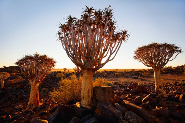Gün Batımında Namibya Keetmanshoop Yakınlarındaki Titrek Ağaç Ormanı Manzarası — Stok fotoğraf
