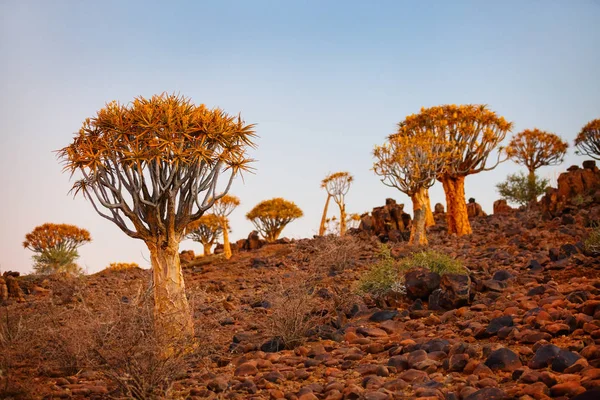 Landskap Koger Träd Skog Nära Keetmanshoop Namibia Vid Solnedgången — Stockfoto