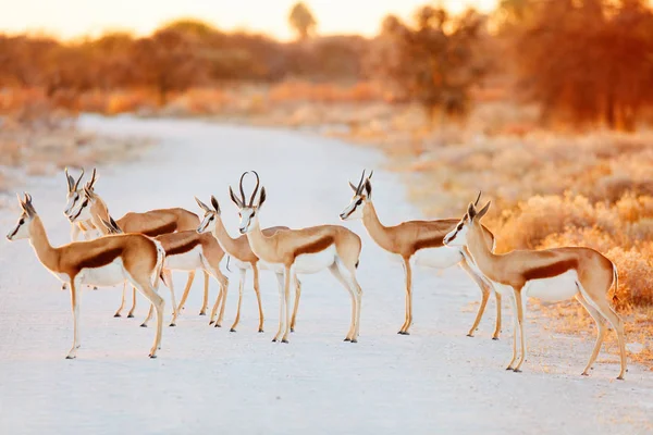 Stádo Springboku Přes Silnici Národního Parku Etosha Namibii — Stock fotografie