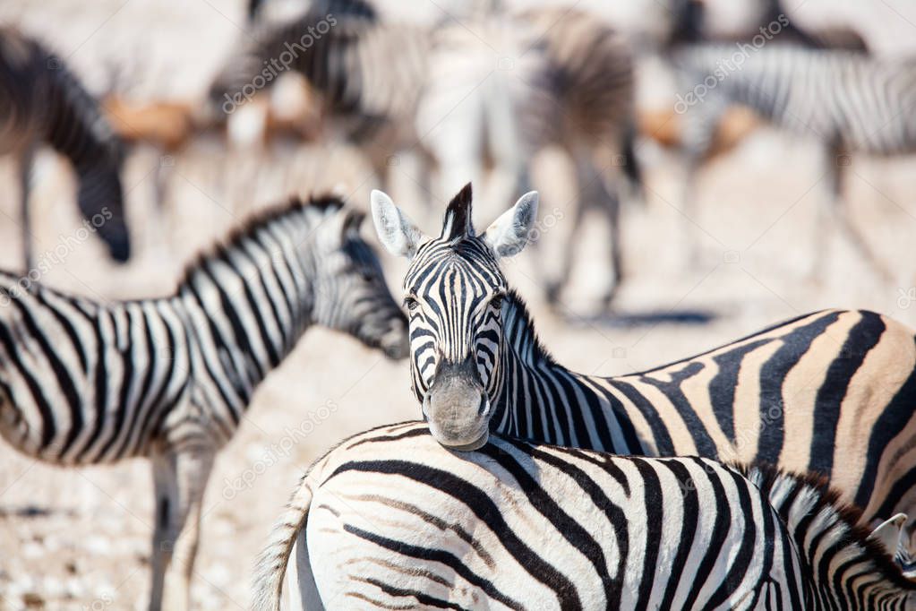 Close up of zebras herd on the vast open plains of Etosha Namibia