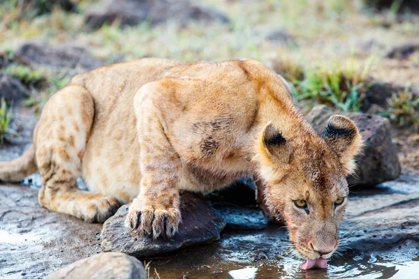 Νεαρό Λιοντάρι Στο Εθνικό Απόθεμα Στην Κένυα Πόσιμο Νερό — Φωτογραφία Αρχείου