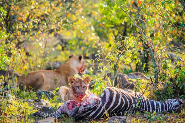 Jonge Leeuwenwelp Voedt Zich Met Zebra Masai Mara Park Kenia — Stockfoto