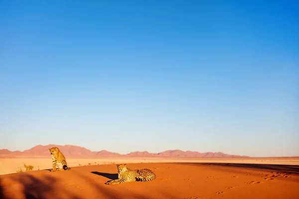 Красивая Гепард Открытом Воздухе Красном Песке Дюны Рано Утром Пустыне — стоковое фото