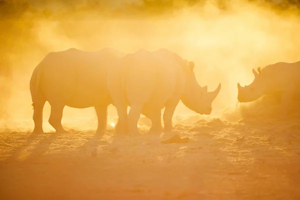 Rinoceronti Bianchi Una Splendida Luce Del Tramonto Nel Parco Della — Foto Stock