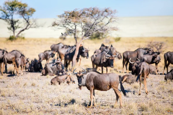 Vista Panorâmica Dos Gnus Etosha Namíbia — Fotografia de Stock
