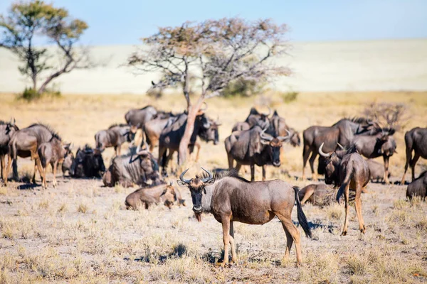 Etosha Namibya Daki Antilopların Manzara Manzarası — Stok fotoğraf