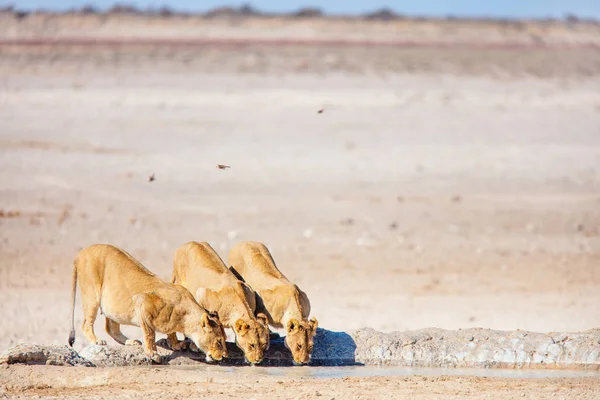 Samice Lvů Popíjejí Mlhovce Nebrownii Etosha Namibii — Stock fotografie