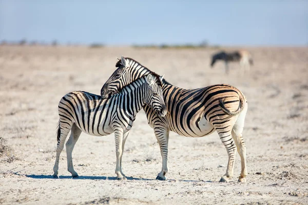 在埃托沙纳米比亚广阔的开阔平原上斑马群的特写 — 图库照片