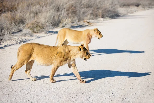 Vrouwelijke Leeuwen Nationaal Reservaat Namibië — Stockfoto